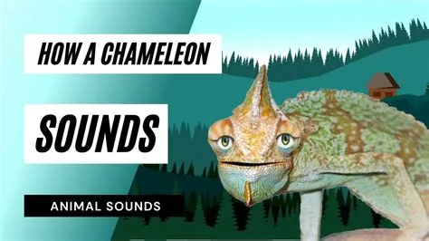 “Chameleon” 充滿迷幻的音色和令人難以抗拒的節奏感